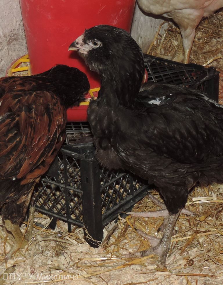 Гилянская порода кур, Gilan breed chickens Oaez-253