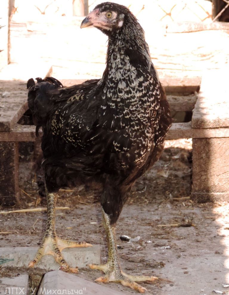 Гилянская порода кур, Gilan breed chickens Oaez-314