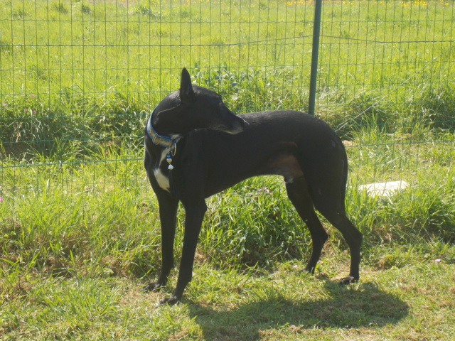 Morante, galgo attaqué, mordu par ses frères car trop bon, trop doux,à l'adoption "Scooby France Adopté  - Page 35 Dscn0116