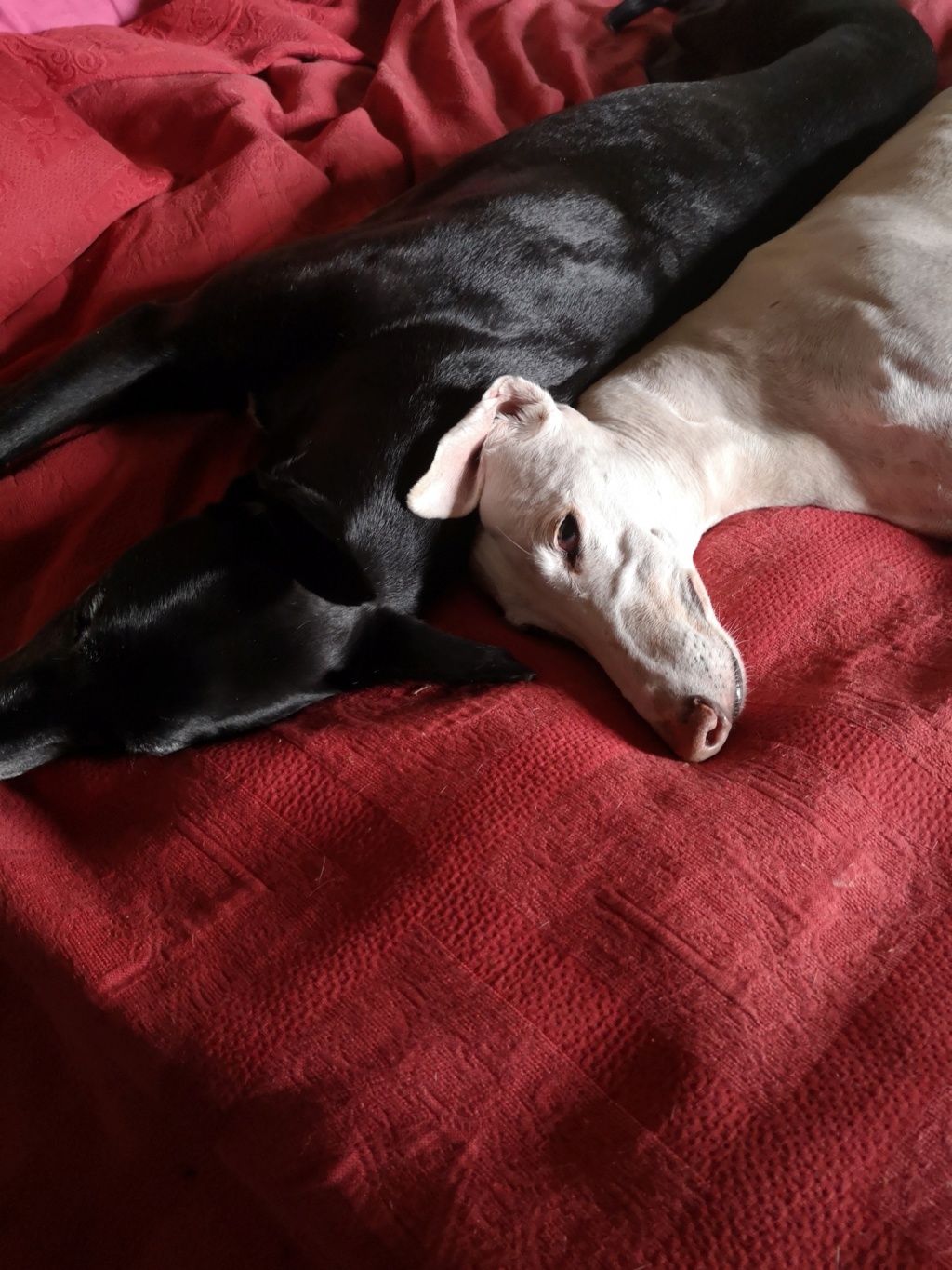 Morante, galgo attaqué, mordu par ses frères car trop bon, trop doux,à l'adoption "Scooby France Adopté - Page 35 Img_2014