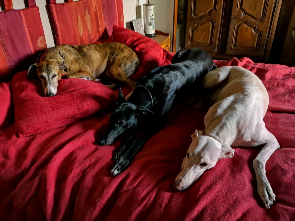 Morante, galgo attaqué, mordu par ses frères car trop bon, trop doux,à l'adoption "Scooby France Adopté - Page 35 Img_2015