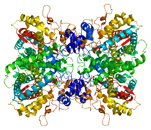 enzyme CYP2D6 psychotropes métabolisme