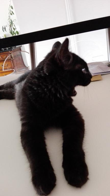 MARVIN, chaton européen, robe noire, poils mi-longs, né en octobre 2016. Img_2022