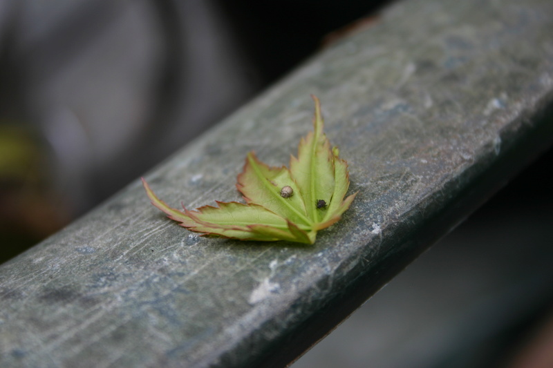 Acer Palmatum Katsura - wilting/dieback  Img_2811