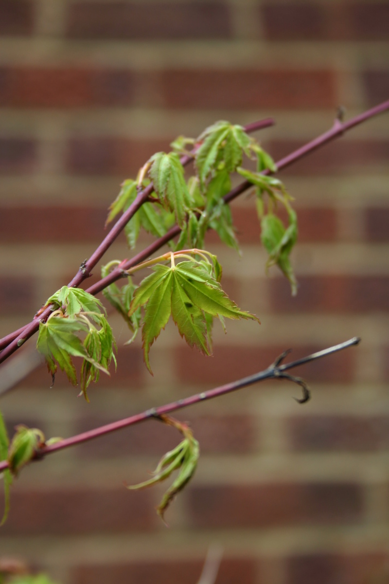 Acer Palmatum Katsura - wilting/dieback  Img_2812