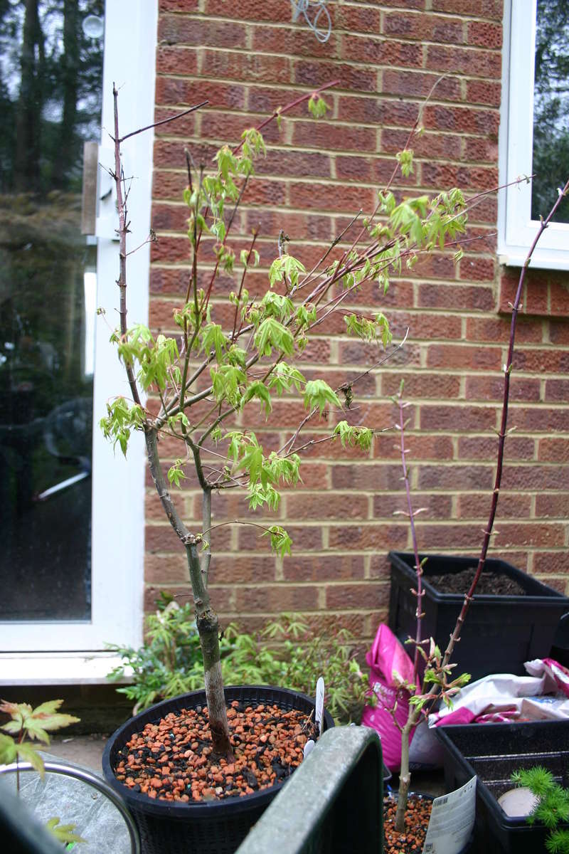 Acer Palmatum Katsura - wilting/dieback Img_2813