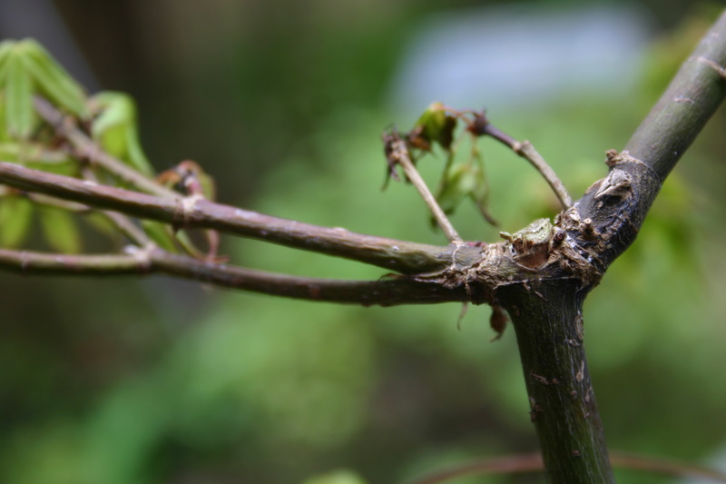 Acer Palmatum Katsura - wilting/dieback  Img_2814