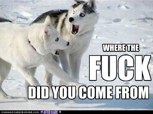 Funniest Husky pics Image10