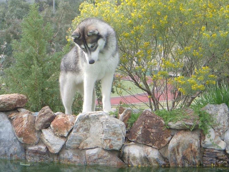 Is my Husky a Wolf Grey / Agouti? And what about his coat?  Image163