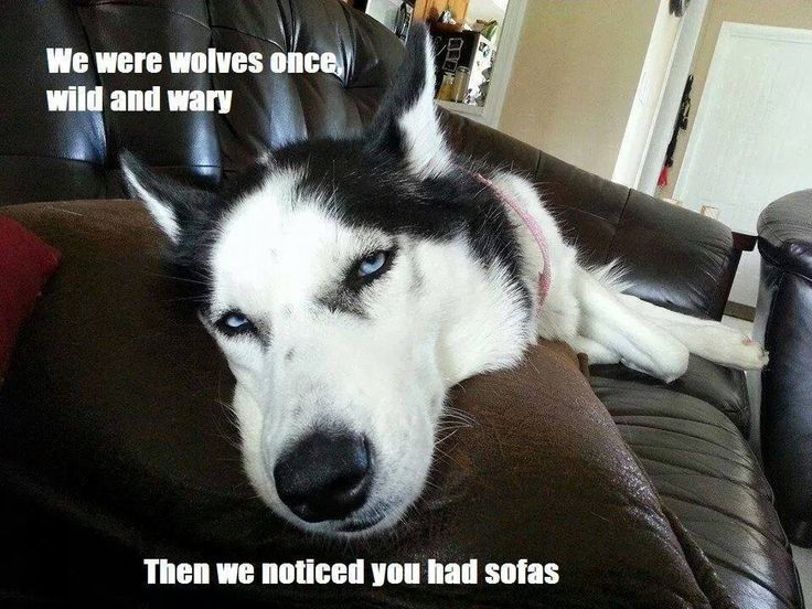 Funniest Husky pics Image34