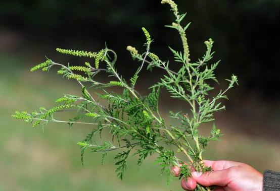 Deux Chèvres ! Environnement - Ecologie -Ragondins- Des-nu10