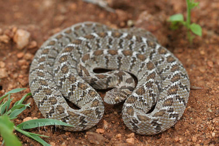 Vouloir un serpent venimeux ou pas 102110