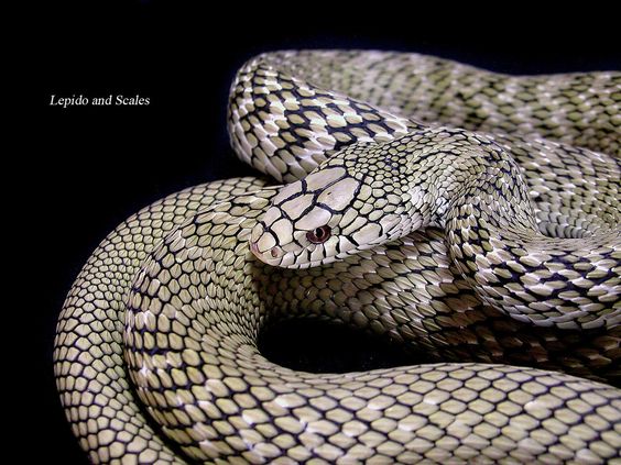 Vouloir un serpent venimeux ou pas Db776810