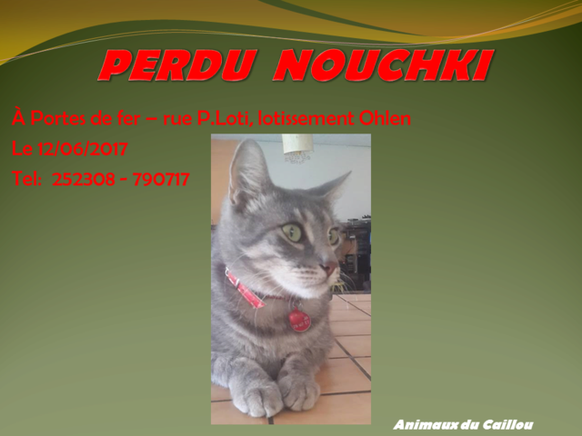 PERDU NOUCHKI chat tigré gris pucé collier rouge à Portes de fer le 12/06/2017 2014mm44