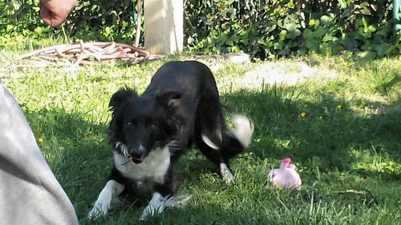 border - Et voici Indie, border collie - Page 18 20170426