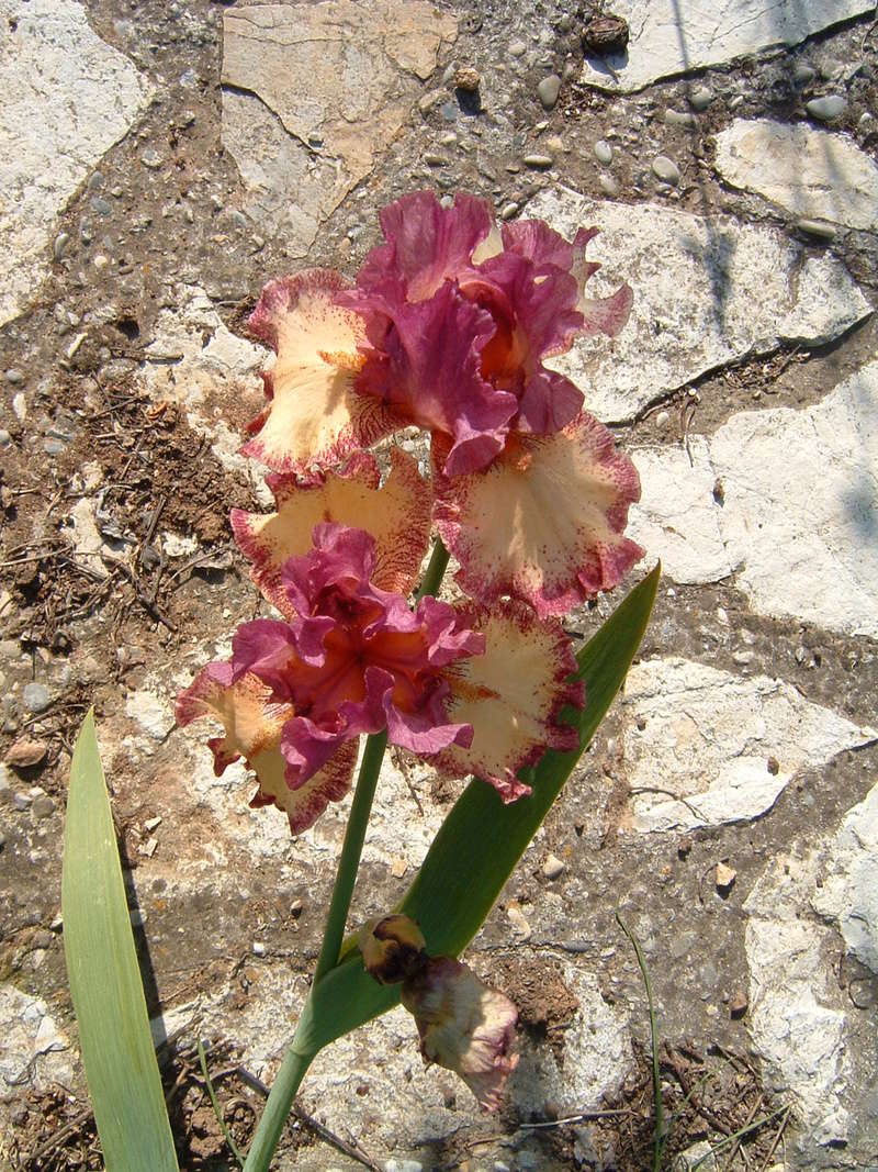ça y est  les Iris  sont en fleurs Iris711