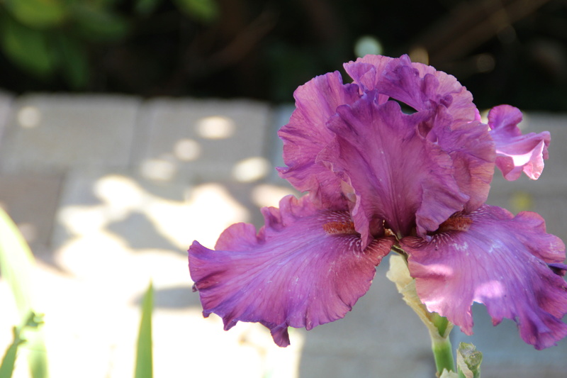 ça y est les Iris sont en fleurs Iris_611