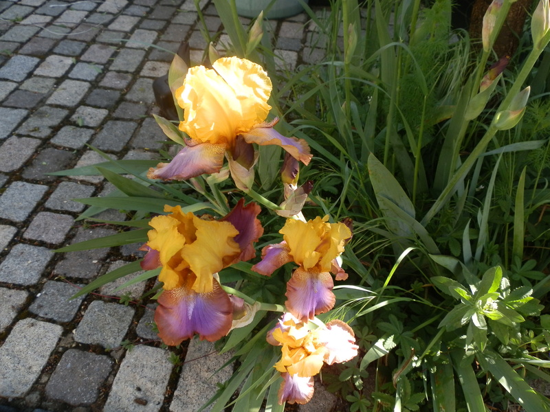 ça y est  les Iris  sont en fleurs P5030010