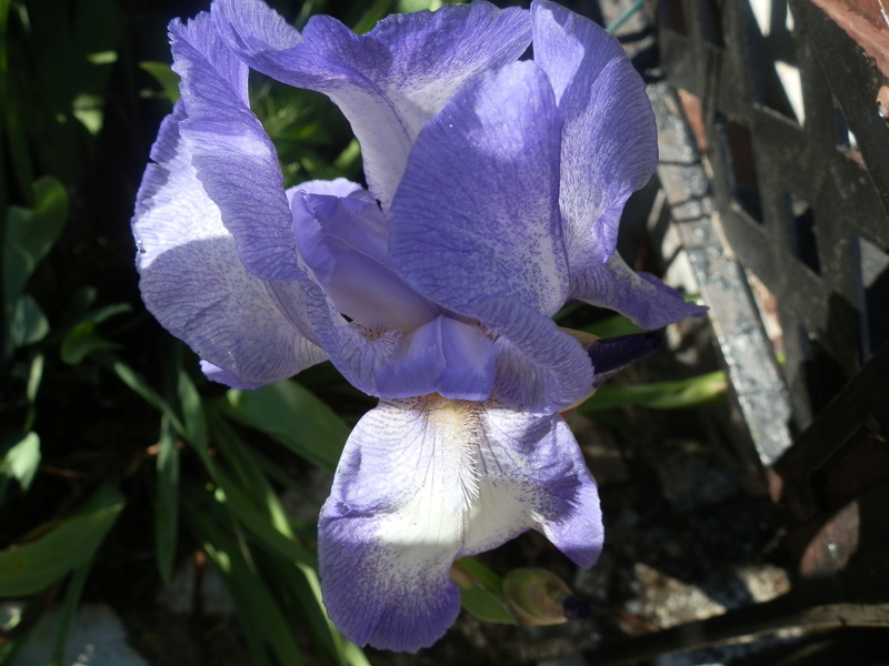 ça y est  les Iris  sont en fleurs P5030013