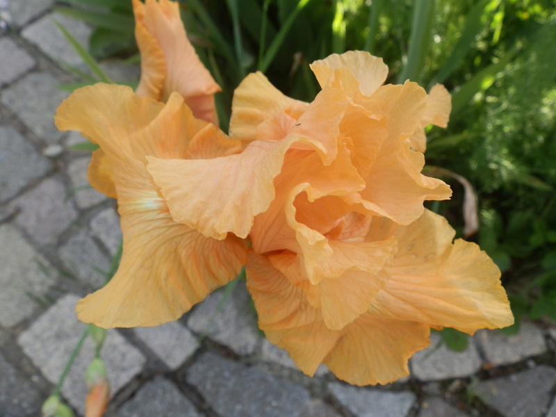 ça y est  les Iris  sont en fleurs P5120018