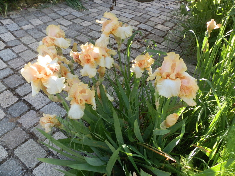 ça y est  les Iris  sont en fleurs P5120019