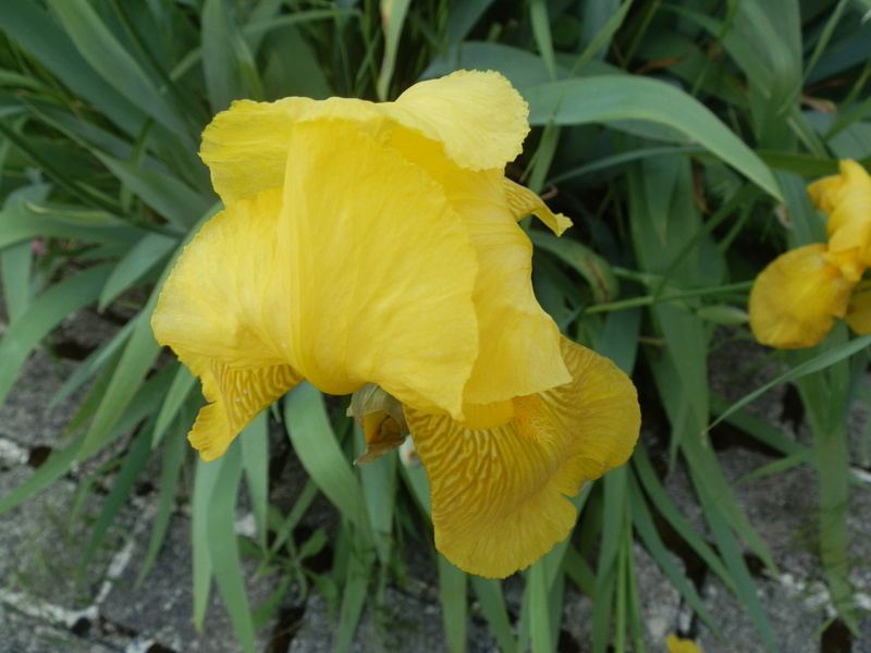 ça y est  les Iris  sont en fleurs P5120022