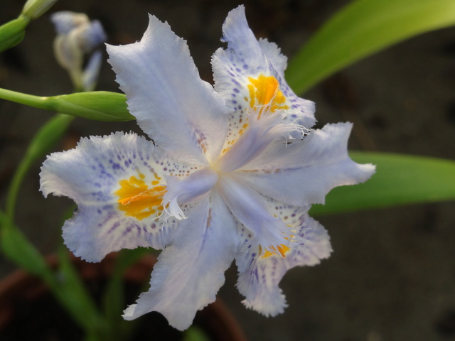 Iris japonica - iris du Japon Dsc07910