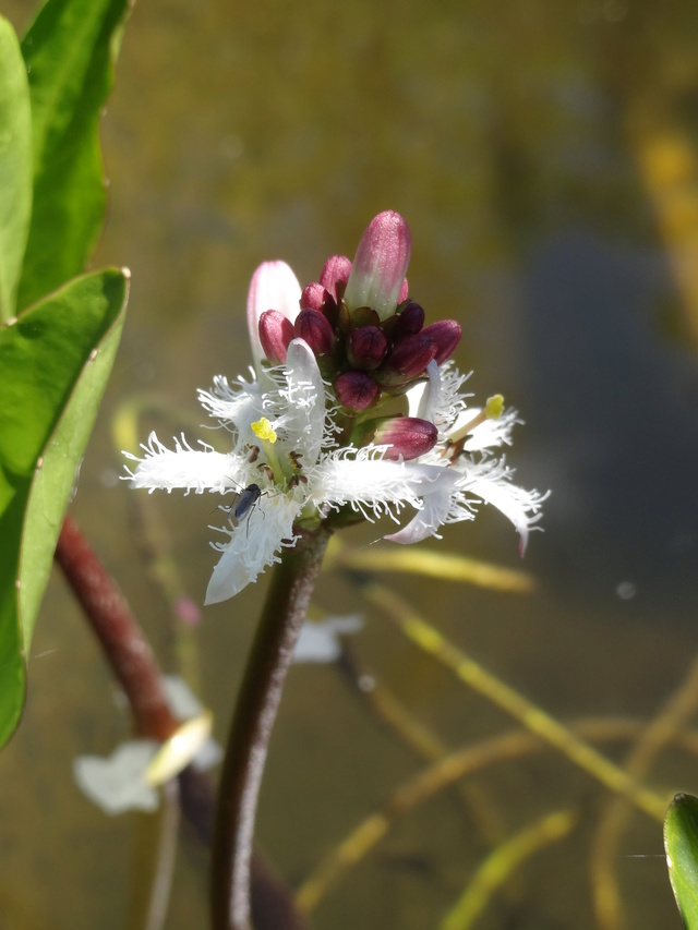 Menyanthes trifolium - ményanthe trifolié, trèfle d'eau Dsc08513