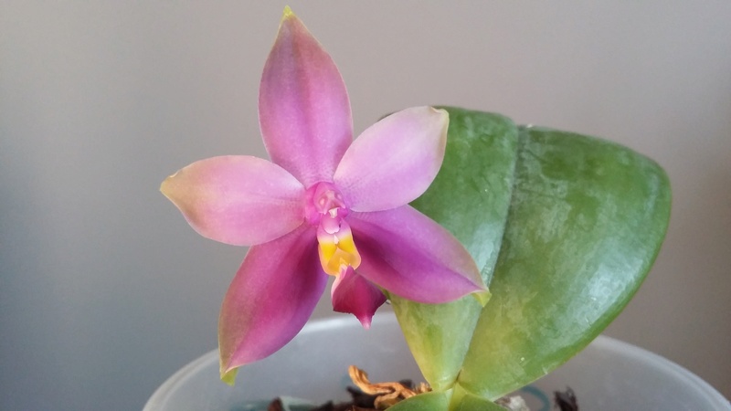 Phalaenopsis Samera f. coerulea (violacea x bellina) (NT Orchids) 20170615