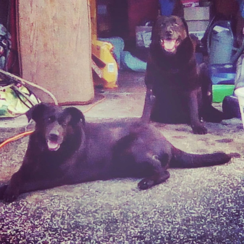   Laïka 10ans et Acteon  12 ans, labrador noir - asso Dog Rescue en FA dpt 25 18120410