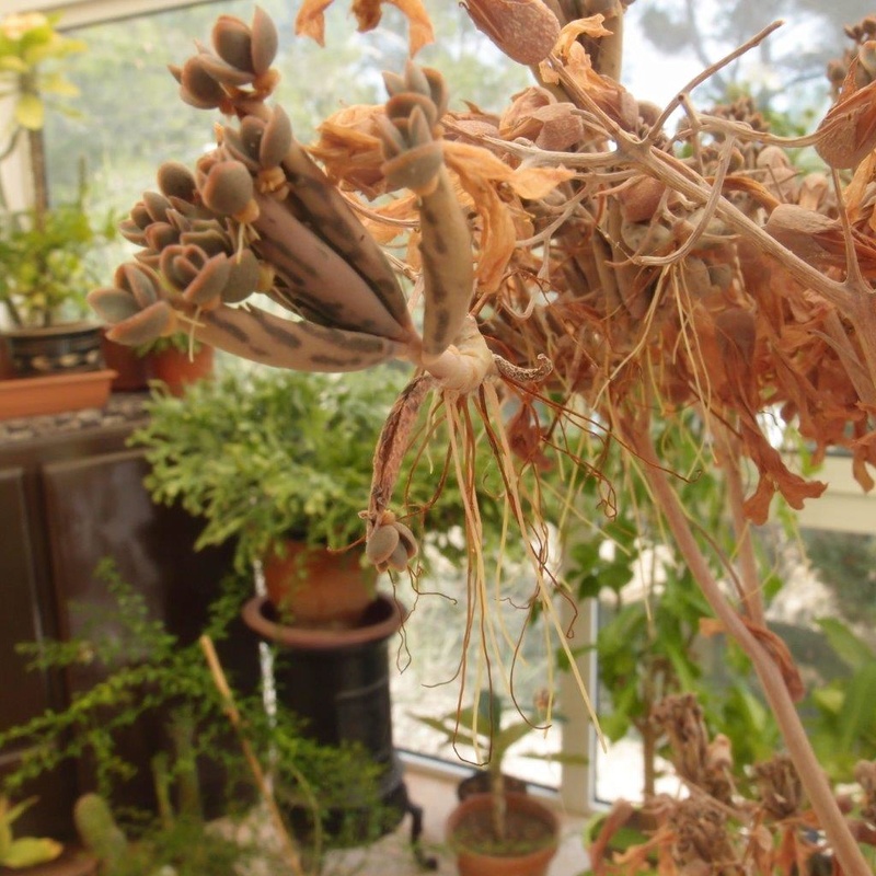 KALANCHOE Daigremontiana Pb130010