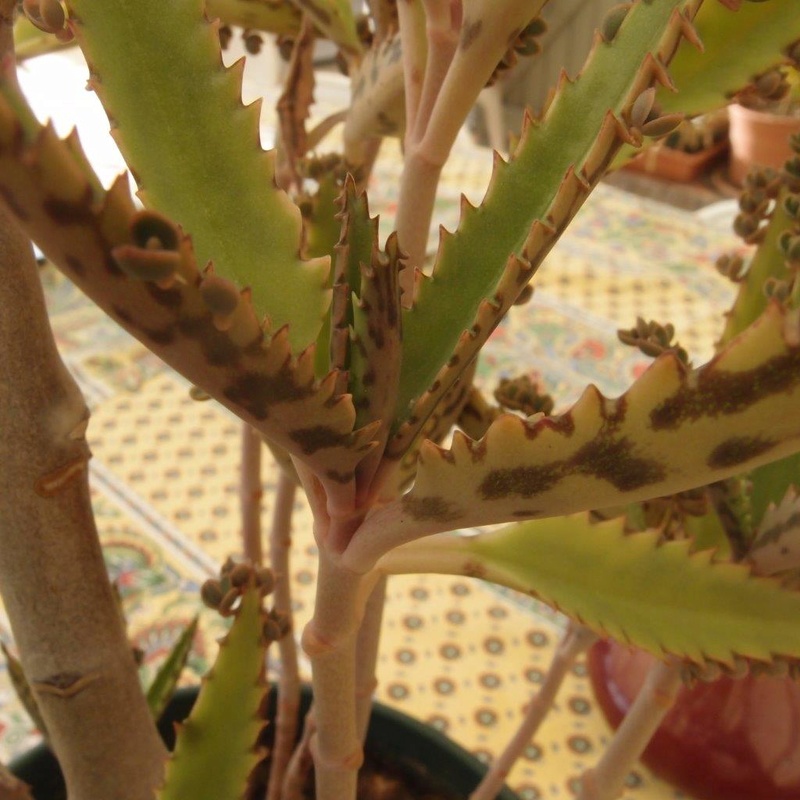 KALANCHOE Daigremontiana Pb130011