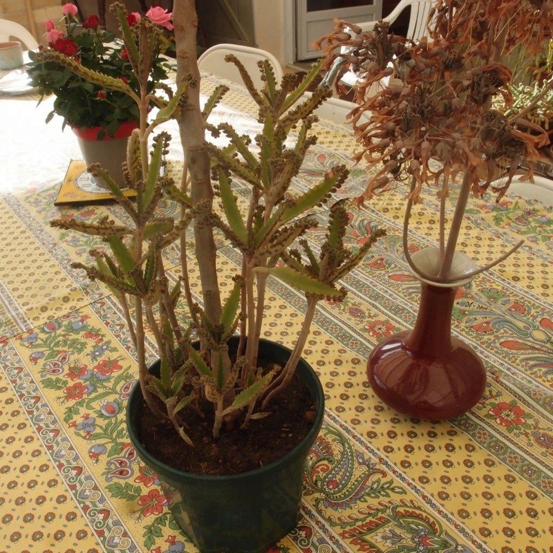 KALANCHOE Daigremontiana Pb130014