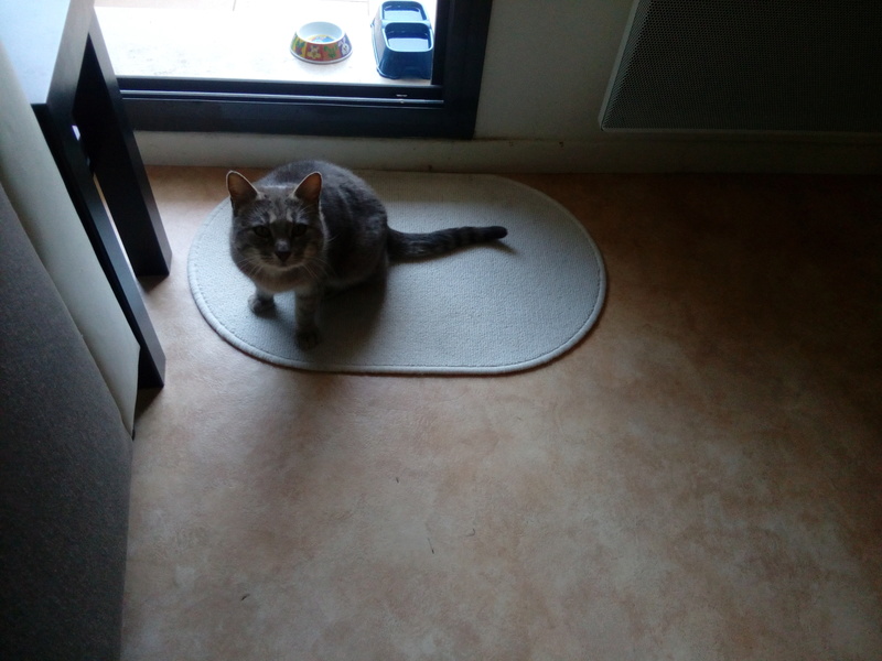 Petite chatte au plus mal dans sa famille d'accueil Img_2012