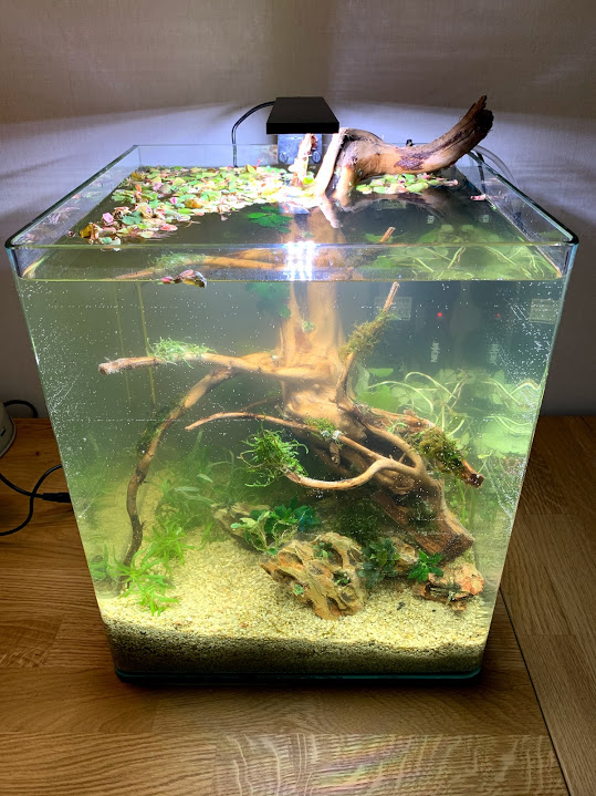 Nano 30L Low Tech / Walstad Img_2523