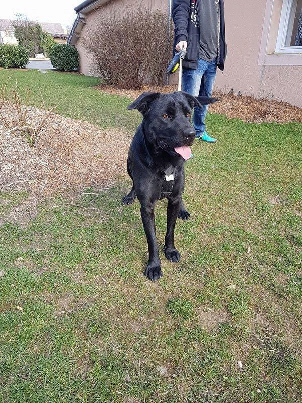 Larson Labrador croisé  cané corso né le 07.07.2015 Larson10