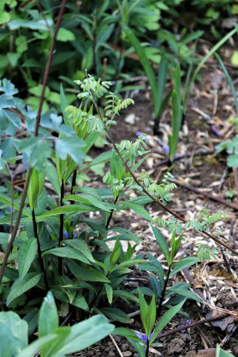 entrez chez chao le jardin est t'ouvert  - Page 32 Img_5435