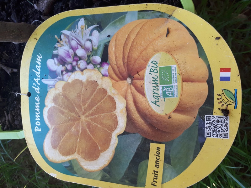 A Quoi Sert La Pomme Dadam