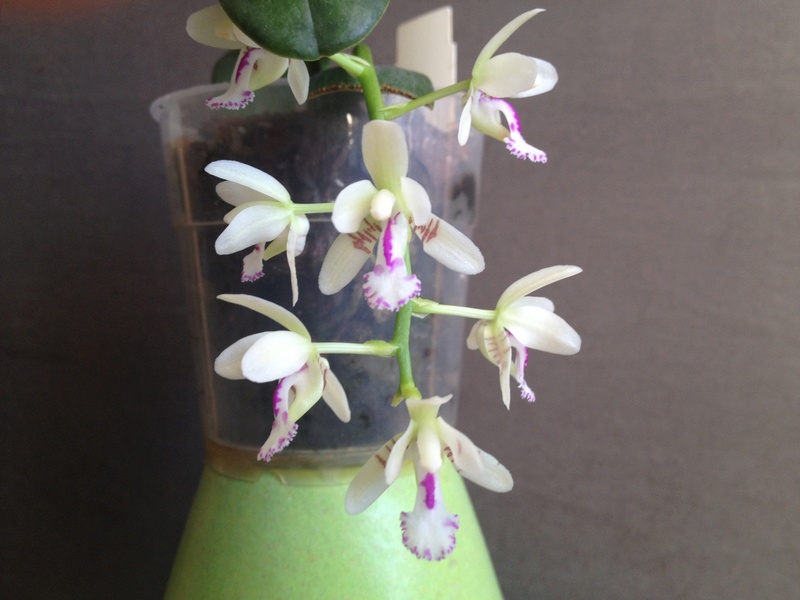 Phalaenopsis japonica Image44
