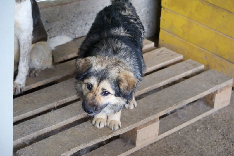  CHAMPOMY - chien mâle croisé aveugle, de taille petite à moyenne, né environ 2014 - (Pascani) REMEMBER ME LAND - adopté par Romain (depart67) Champo11