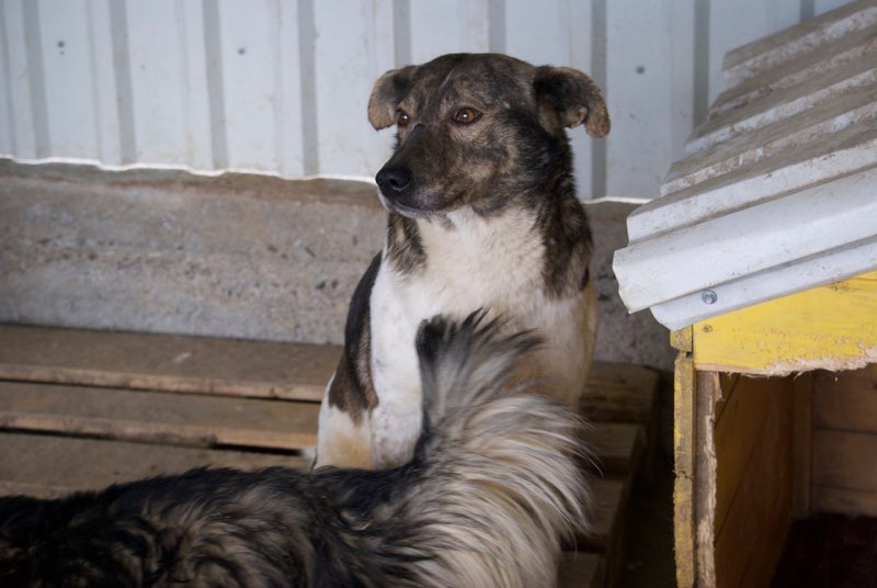 MINOS !! + de 4 ans de box !! - mâle croisé de taille moyenne, né en 2013 - (Pascani) - adopté par Annie (49)  Minos10