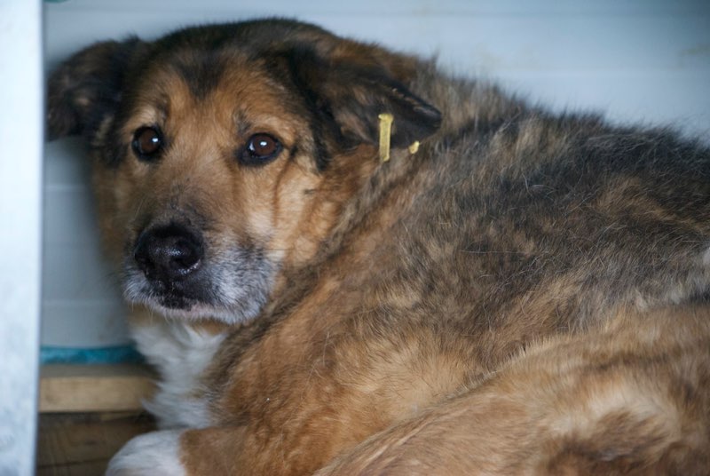 MONSIEUR - x ba 11 ans - (3 ans de refuge) Asso Remember Me - Roumanie Monsie10