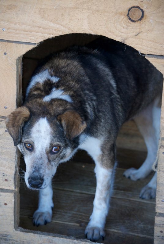 PADOC - chien âgé, né environ juillet 2008, amical et sociable, taille moyenne (Pascani) adopté par Séverine (93) - décédé Padoc10