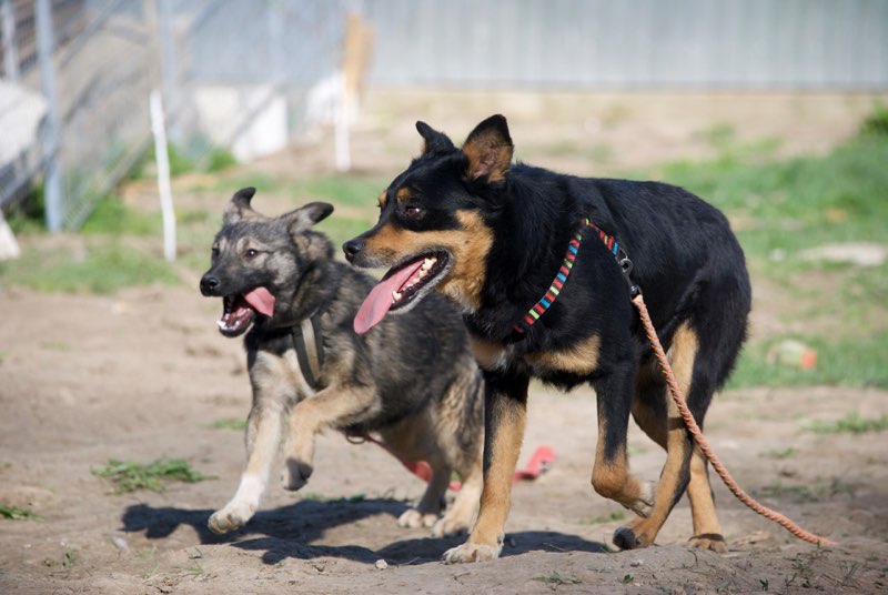 SIOUX - mâle croisé de taille petite à moyenne adulte , né env octobre 2016 (Vaslui) - adopté par Rémi (Belgique) Sioux410