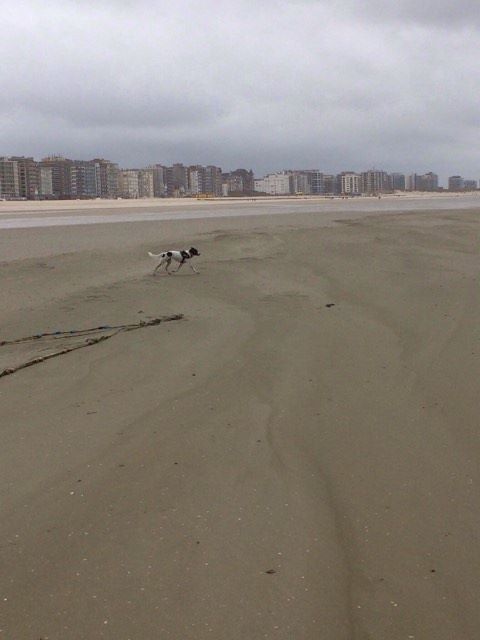 APRIL, femelle née en 2015,  taille moyenne - Refuge Anda et Alina -adoptée par Marie (Belgique) - Page 2 April10