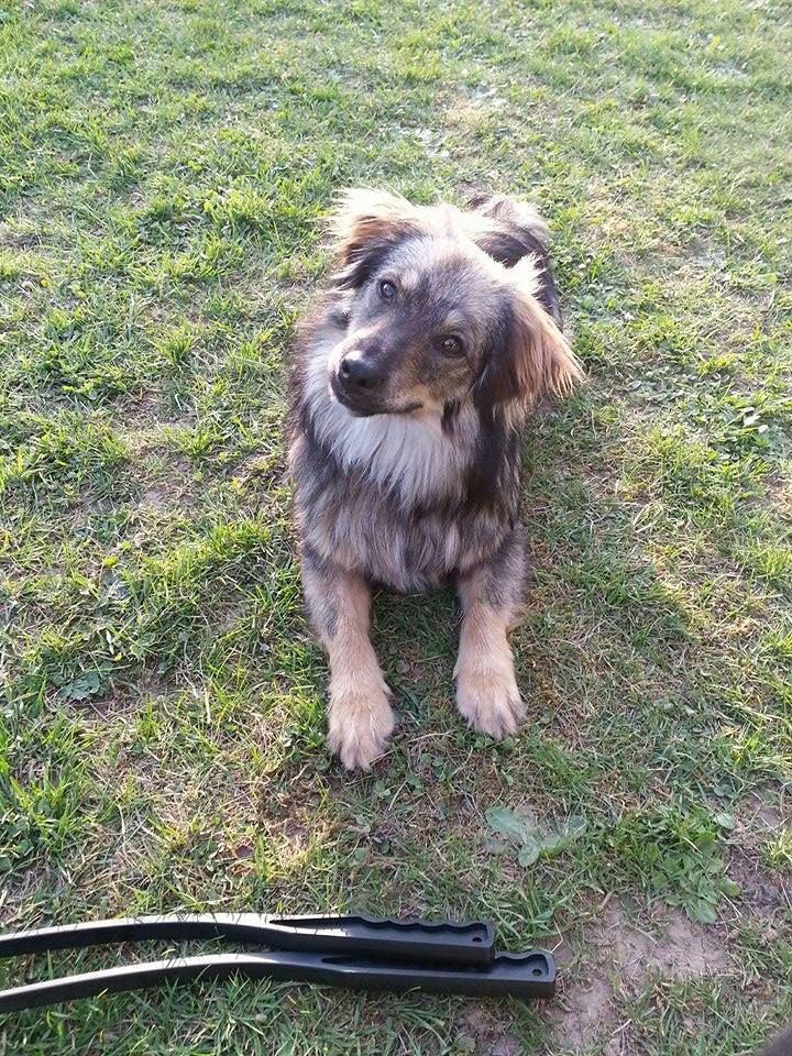 LARGO - (ex AMORE) - chien mâle croisé de taille moyenne, né environ mai 2016 - REFUGE ALINA ET ANDA. Adopté par Sylvie (depart77) Largo11