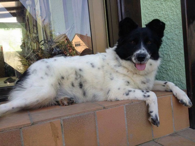 LOLA (ex LEONIE), femelle, née environ en 2014, taille moyenne - Refuge de Anda et Alina - ADOPTEE PAR VIRGINIE (68) Leonie11