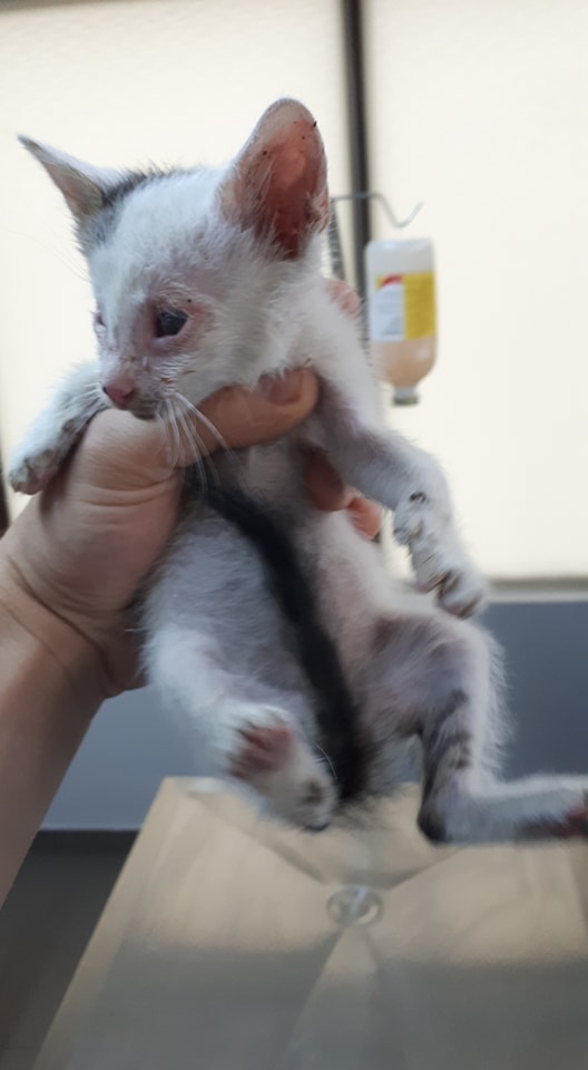 Mr SPOCK - chaton mâle, aveugle, né environ en mars 2017 - chez Lucian - Réservé FA par Abysse - Adopté par Valérie (92) M_spoc10