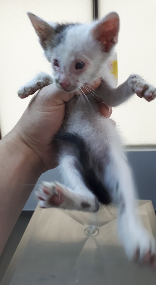 Mr SPOCK - chaton mâle, aveugle, né environ en mars 2017 - chez Lucian - Réservé FA par Abysse - Adopté par Valérie (92) M_spoc12