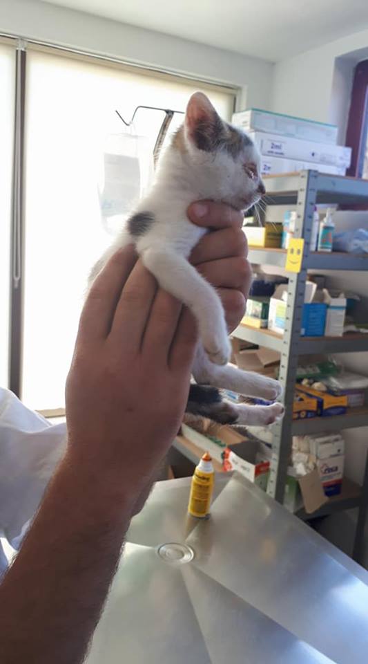 Mr SPOCK - chaton mâle, aveugle, né environ en mars 2017 - chez Lucian - Réservé FA par Abysse - Adopté par Valérie (92) M_spoc13